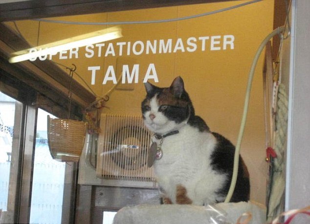 Ποιες μεταρρυθμίσεις: Γνωρίστε την γάτα Τάμα που έσωσε τον ιαπωνικό ΟΣΕ από πτώχευση!
