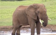 Οι ελέφαντες κατανοούν τις ανθρώπινες χειρονομίες χωρίς να τις έχουν διδαχτεί