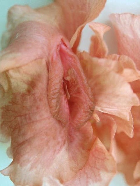 Most Beautiful Vagina