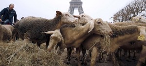 Οι δρόμοι του Παρισιού γέμισαν με πρόβατα