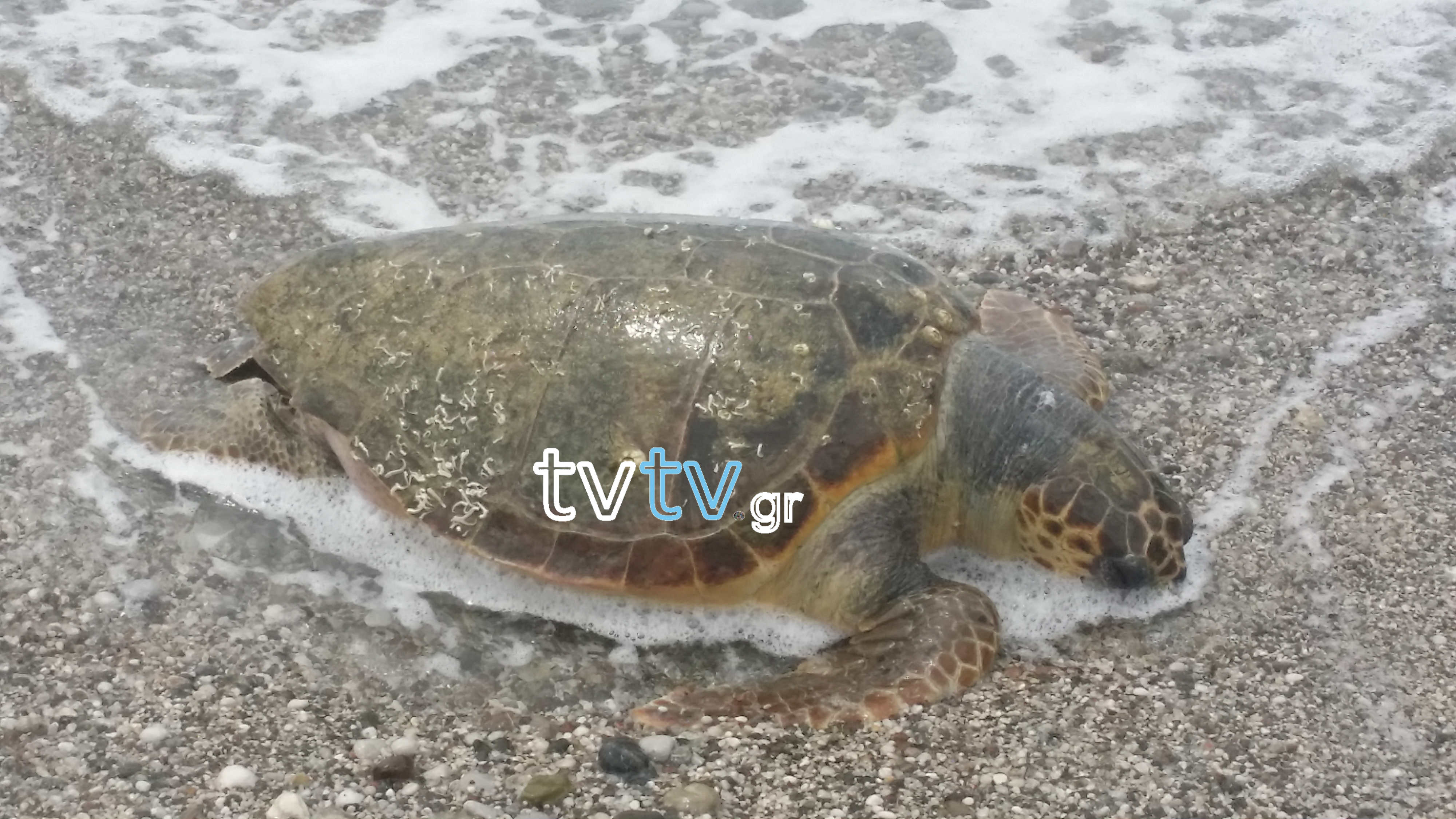 Χελώνα caretta-caretta sea turtle loutraki