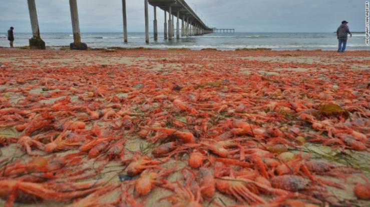 Βάφτηκε κόκκινη η ακτή από … χιλιάδες καβούρια (Photos) - Media