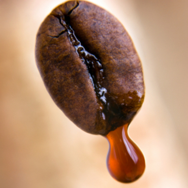 Drop of coffee dripping from coffee seed. Shallow depth of field.