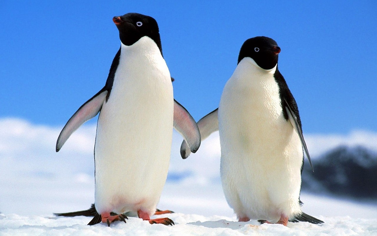 Companions_adelie_penguins
