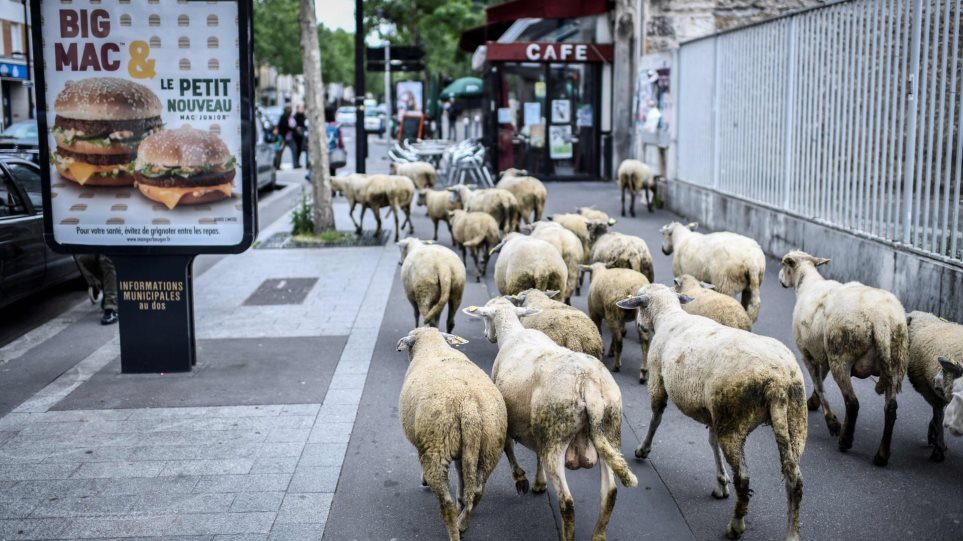 Στη Γαλλία έγραψαν σε σχολείο 15... πρόβατα για να μην καταργηθούν τμήματα!