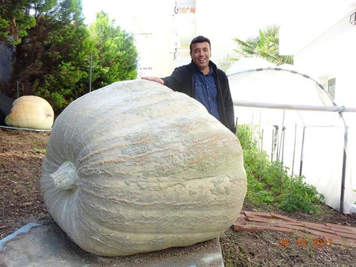 Στη Ν. Μηχανιώνα η μεγαλύτερη κολοκύθα της Ελλάδας με βάρος 658 κιλά [Photos]