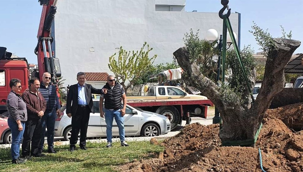 Παρελήφθη από τον Δήμο Κορινθίων υπεραιωνόβια ελιά 500 ετών!