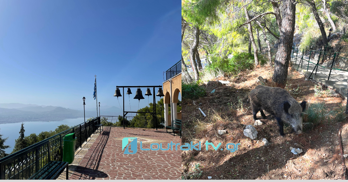 Αγριογούρουνο στον Όσιο Πατάπιο στο Λουτράκι Loutrakitv.gr 1