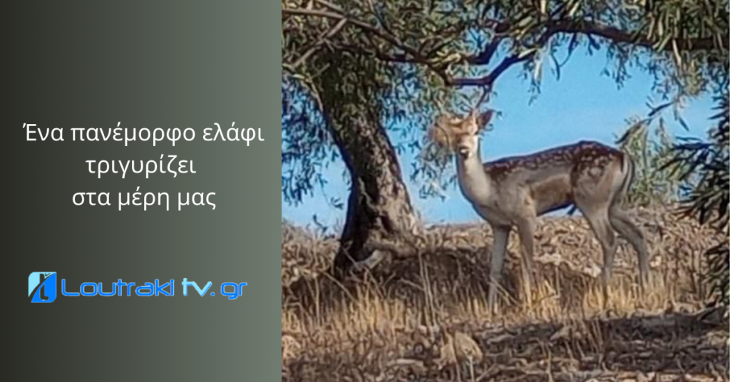 Loutrakitv.gr